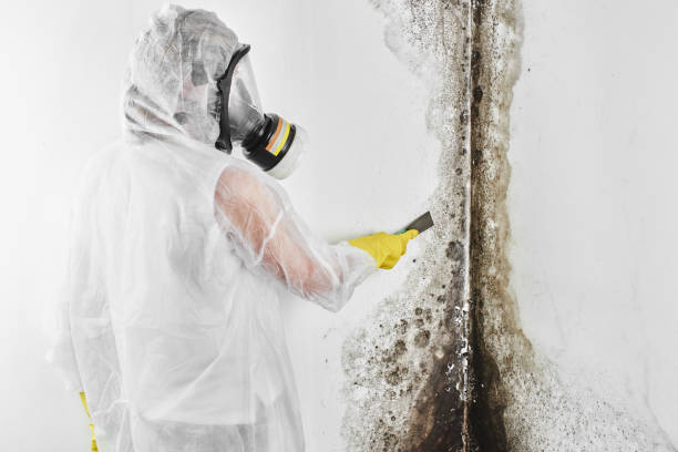 Best Affordable Mold Removal  in Lamesa, TX