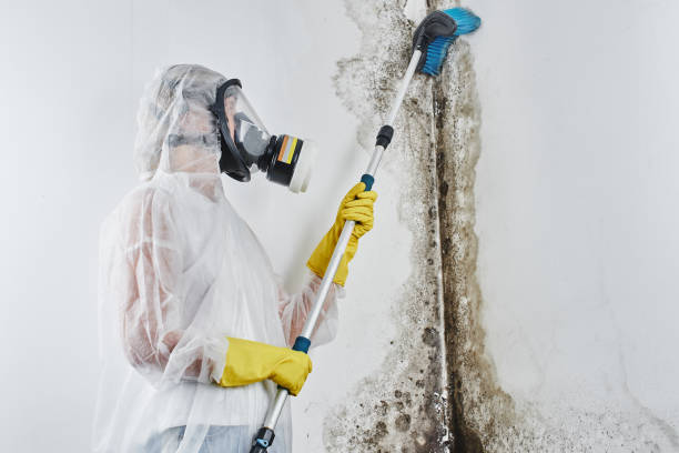 Mold Removal Process in Lamesa, TX