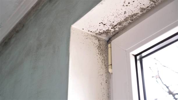 Best Mold Removal and Inspection  in Lamesa, TX