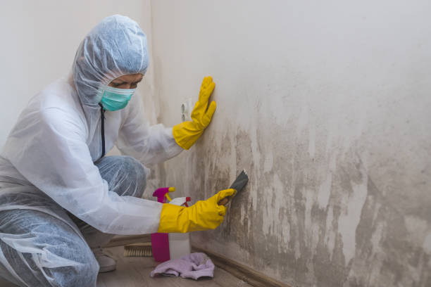 Best Affordable Mold Removal  in Lamesa, TX