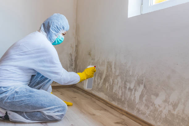 Crawl Space Mold Removal in Lamesa, TX