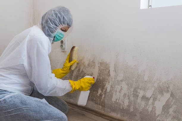 Mold Removal and Inspection in Lamesa, TX