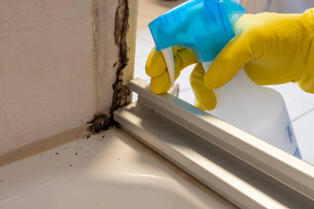 Best Certified Mold Removal  in Lamesa, TX