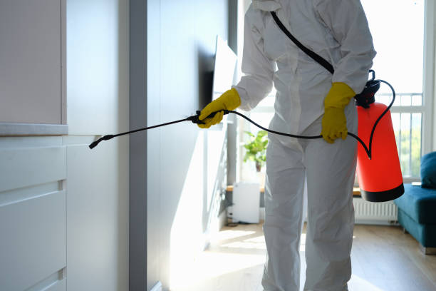 Best Mold Removal Company Near Me  in Lamesa, TX