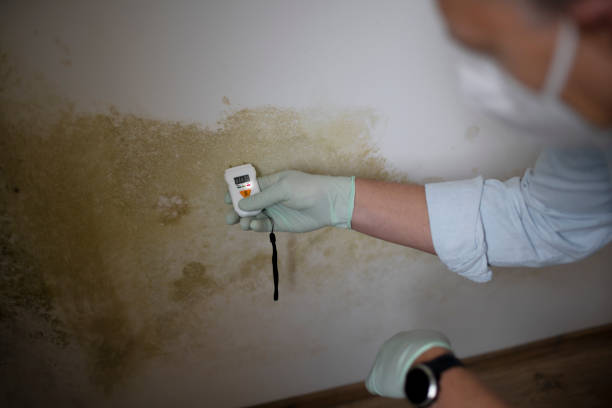 Best Home Mold Removal  in Lamesa, TX