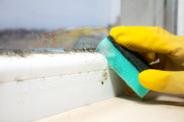 Best Attic Mold Removal  in Lamesa, TX