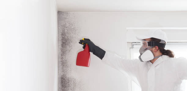 Best Best Mold Removal Companies  in Lamesa, TX