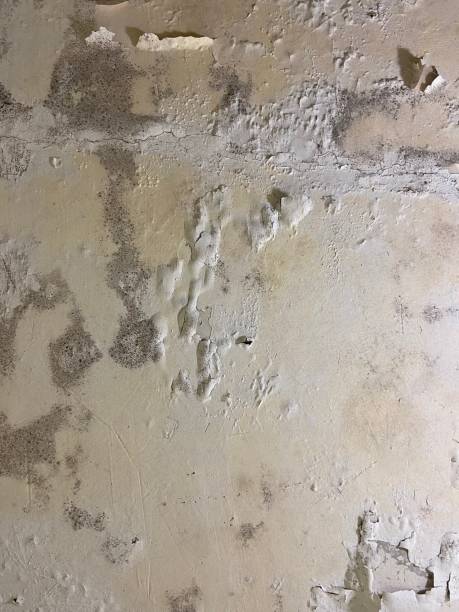 Best Office Mold Removal Services  in Lamesa, TX