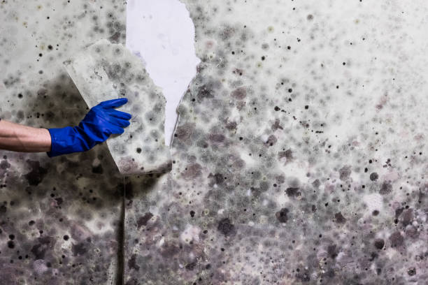 Best Mold Testing  in Lamesa, TX