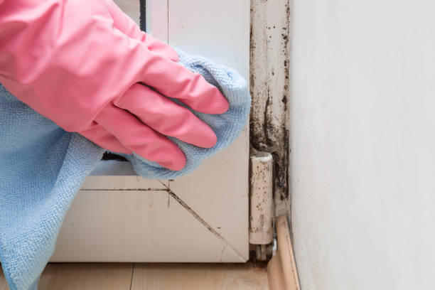 Best Mold Removal Near Me  in Lamesa, TX