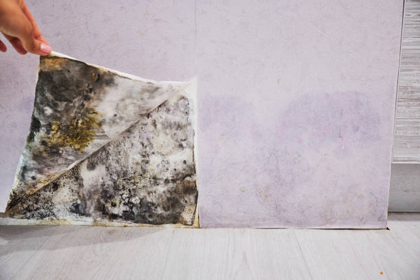 Best Best Mold Removal Companies  in Lamesa, TX